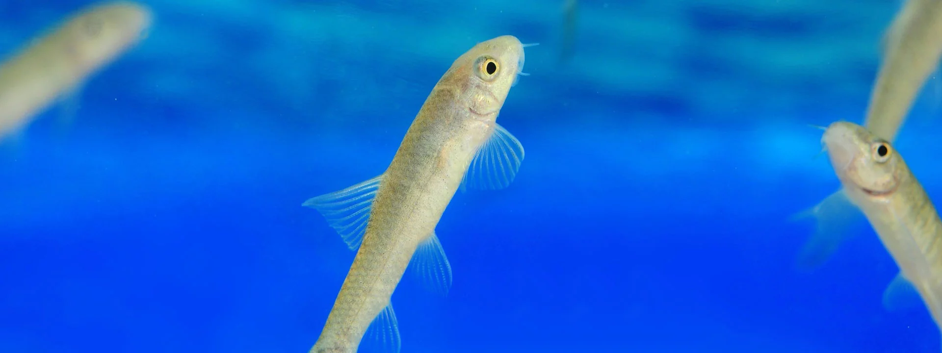 Nahaufnahme eines Garra Rufa Knabberfischs im Becken des Knabberspa Essen