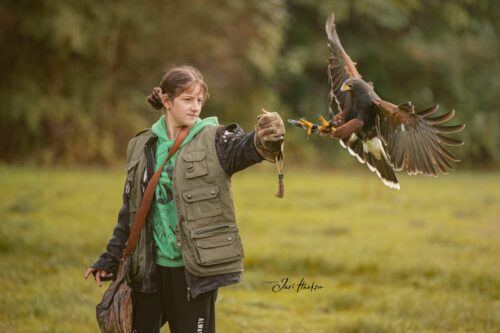 Falknerin mit ausgestrecktem Arm beim Anflug eines Harris Hawks bei der Falknerei Skyhunters