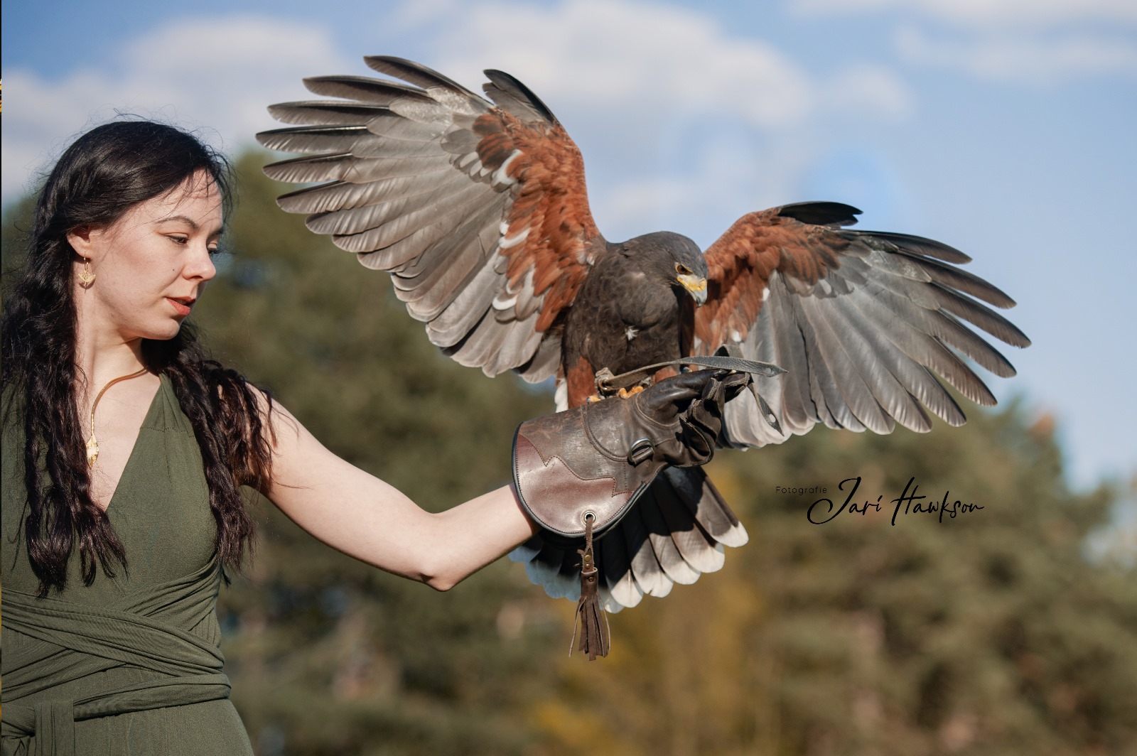 Frau mit Falknerhandschuh bei der Landung eines Harris Hawks bei der Falknerei Skyhunters