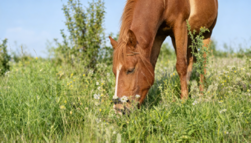 Pferd grast auf einer Wiese beim Gnadenhof Wattenscheid – natürliche Auszeit mit Tieren in ruhiger Umgebung