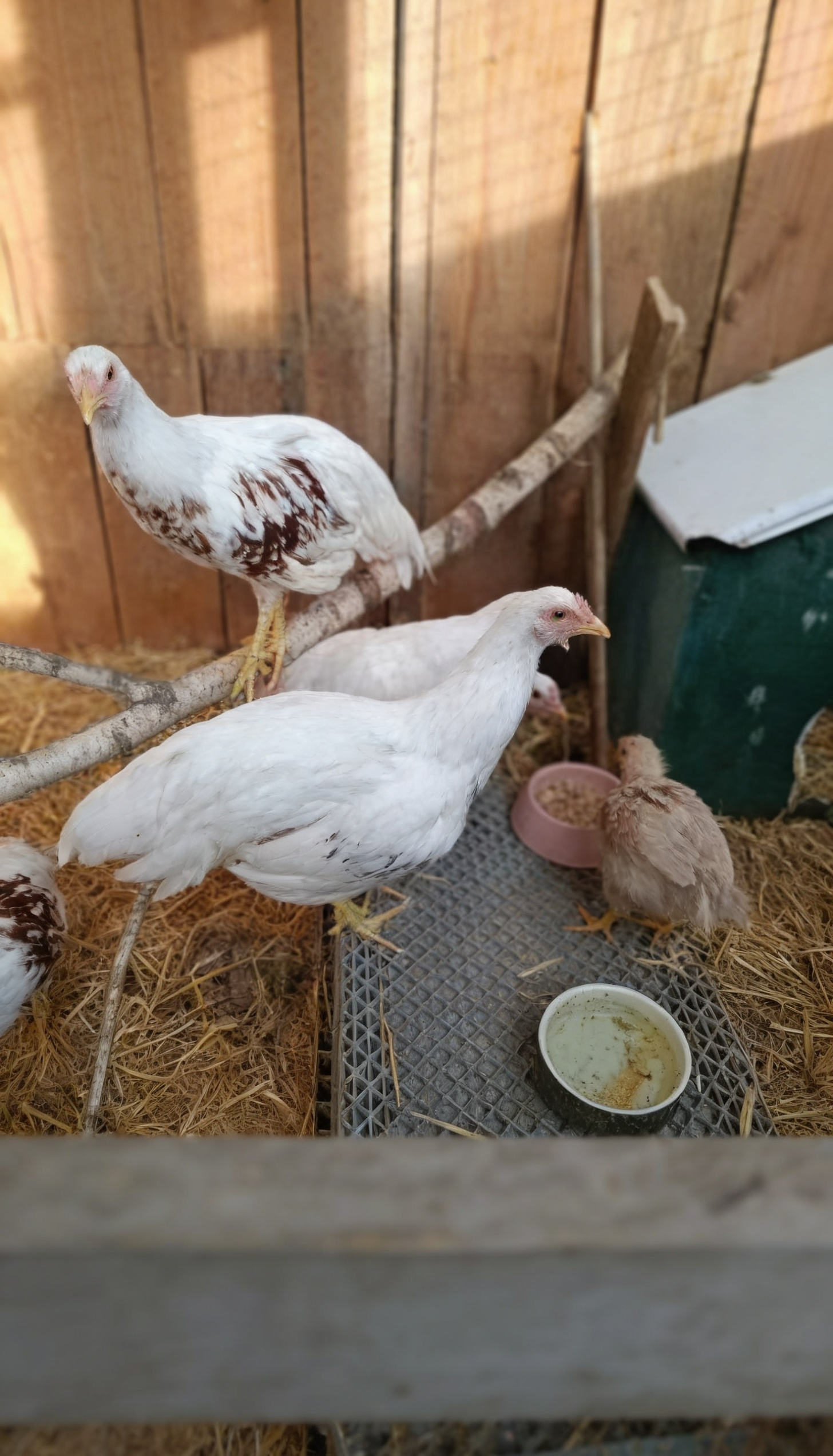 Hühner und Küken im Strohgehege beim Gnadenhof Wattenscheid mit Futterstelle und Sitzstange