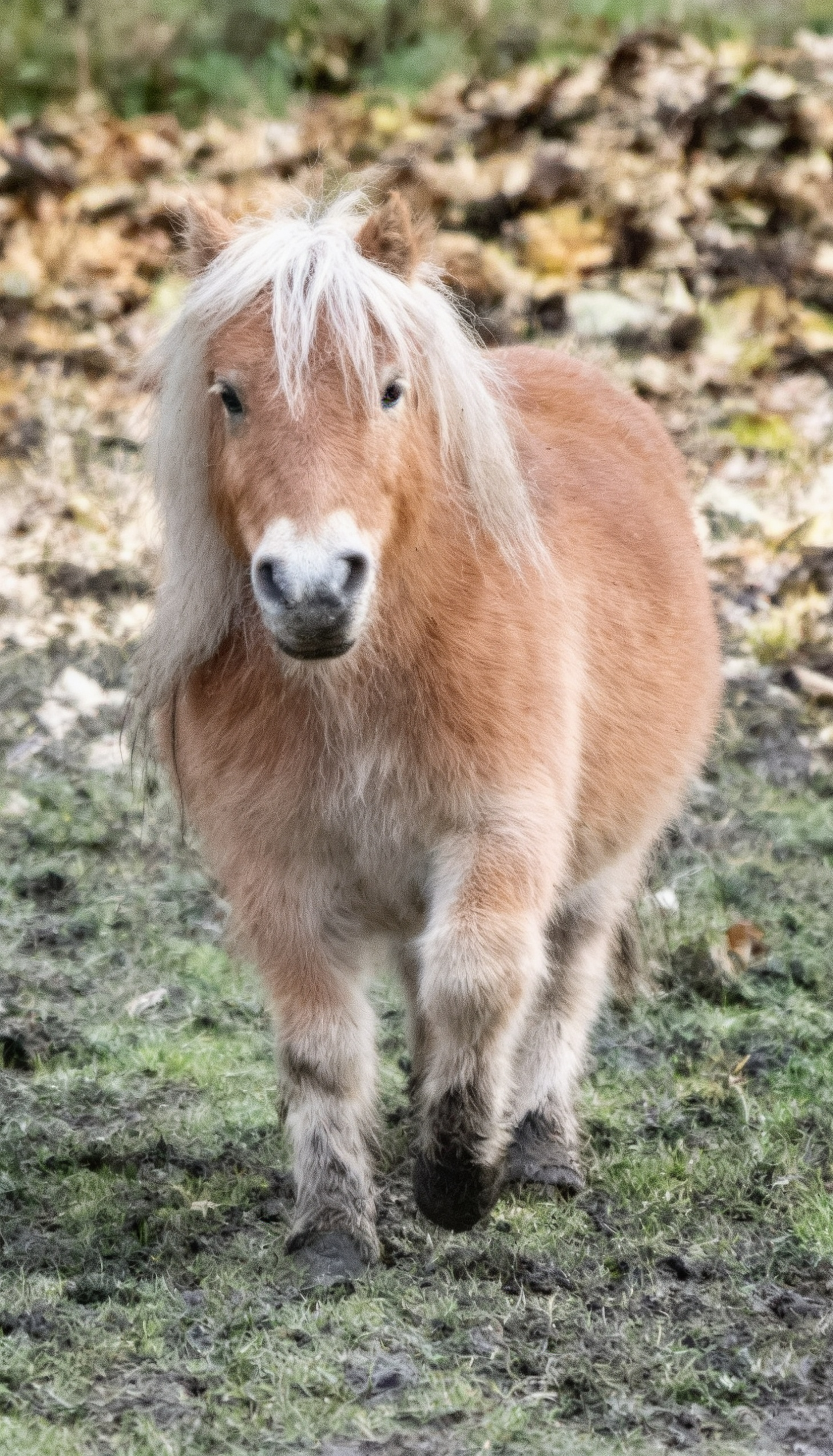 Pony-Erlebnis für bis zu 2 Kinder mit personalisiertem Schlüsselanhänger – Bild 4