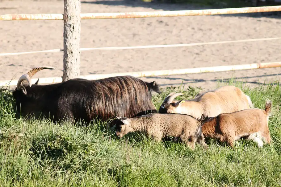 Mehrere Schafe und eine Ziege grasen gemeinsam auf einer sonnigen Weide am Gnadenhof Wattenscheid