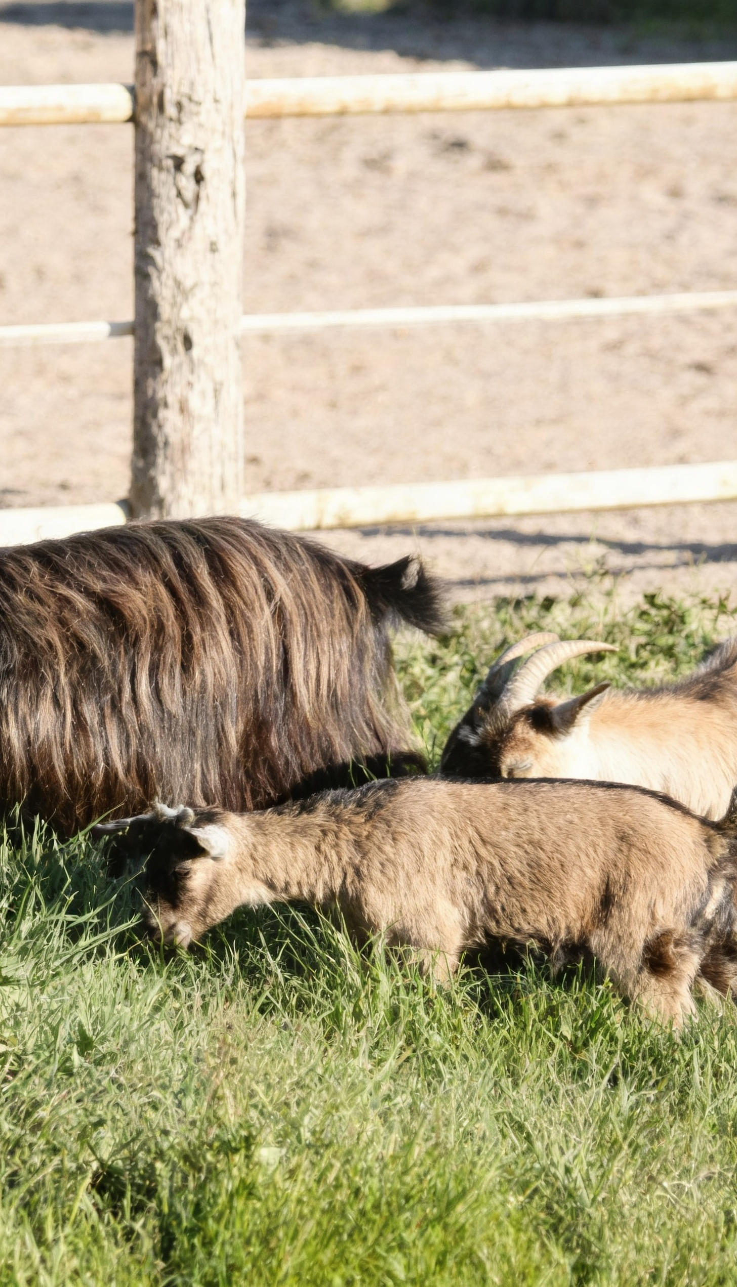 Schafe und Ziege auf einer Wiese beim Gnadenhof Wattenscheid – friedliches Zusammenleben der Tiere in natürlicher Umgebung