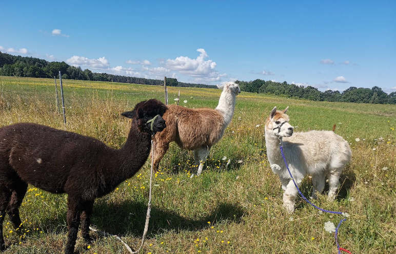 Drei Alpakas auf einer grünen Wiese beim Lamatrekking im Hochmoor Heideblick unter blauem Himmel