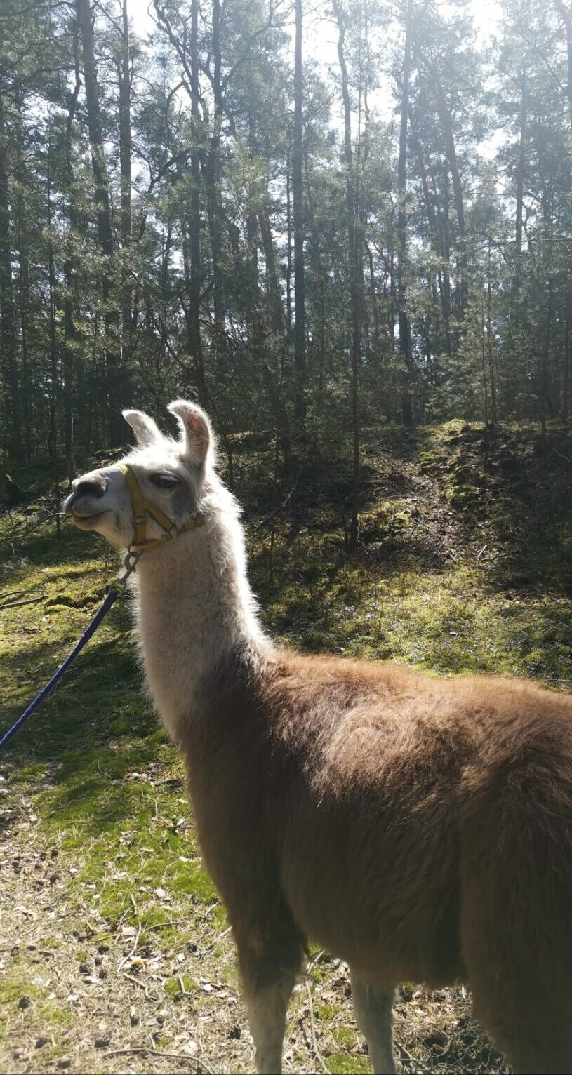 Nahaufnahme eines Lamas beim Lamatrekking in der Natur von Heideblick