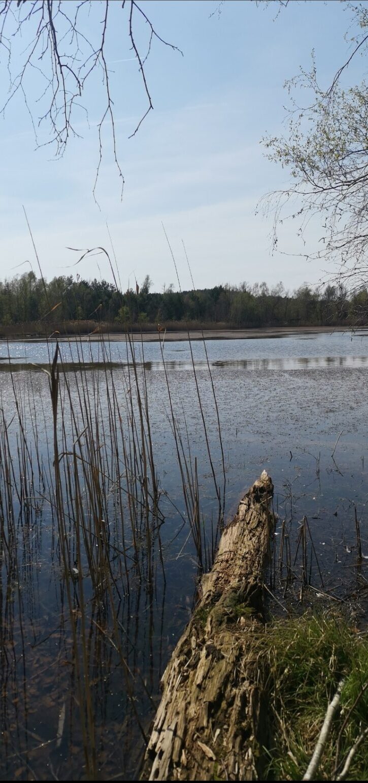 Idyllisches Hochmoor mit See und Schilf in der Umgebung des Lamatrekkings Heideblick