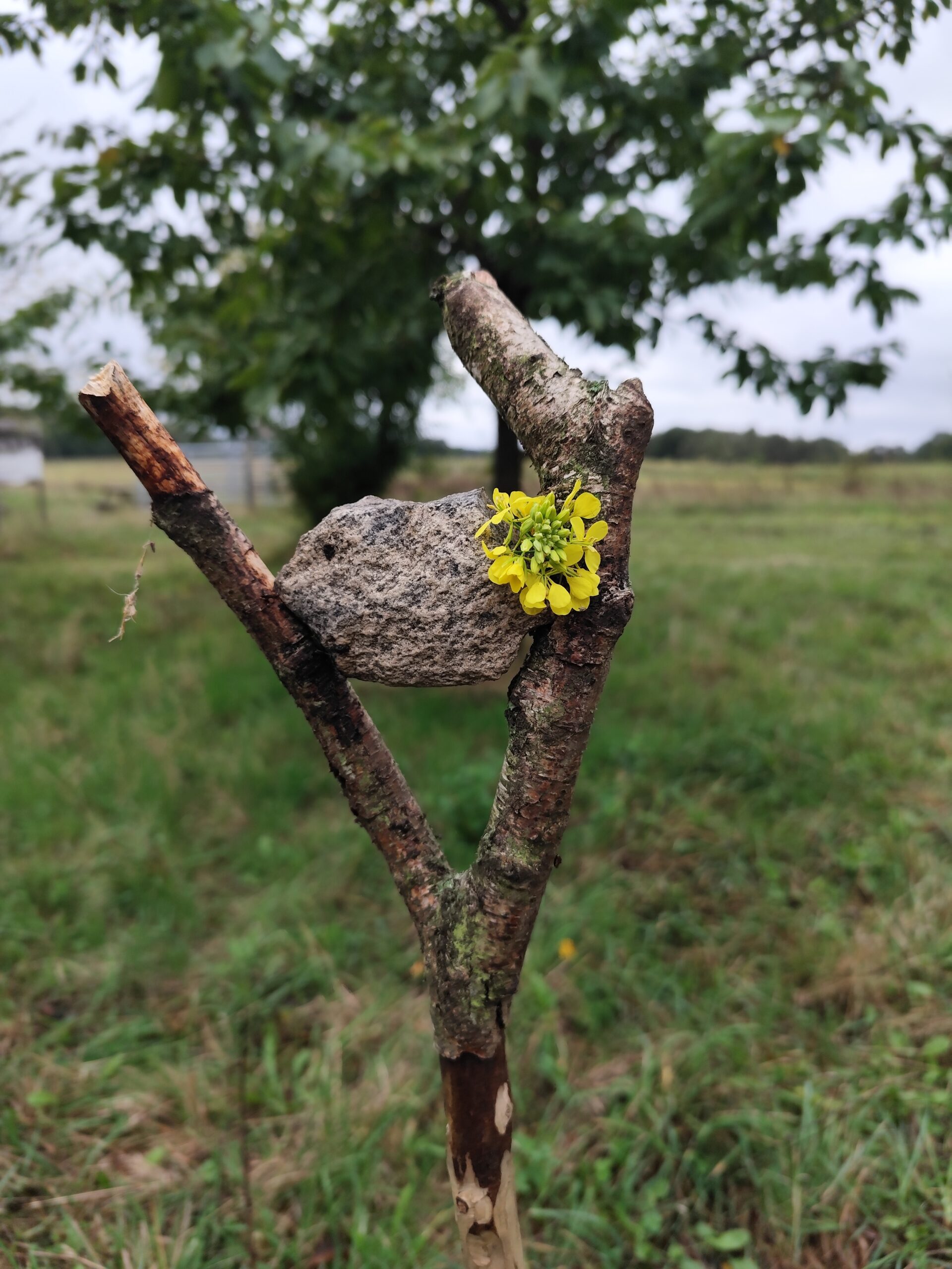 Detailaufnahme von Astgabel mit Flechte und Stein in der Natur beim Lamatrekking Heideblick