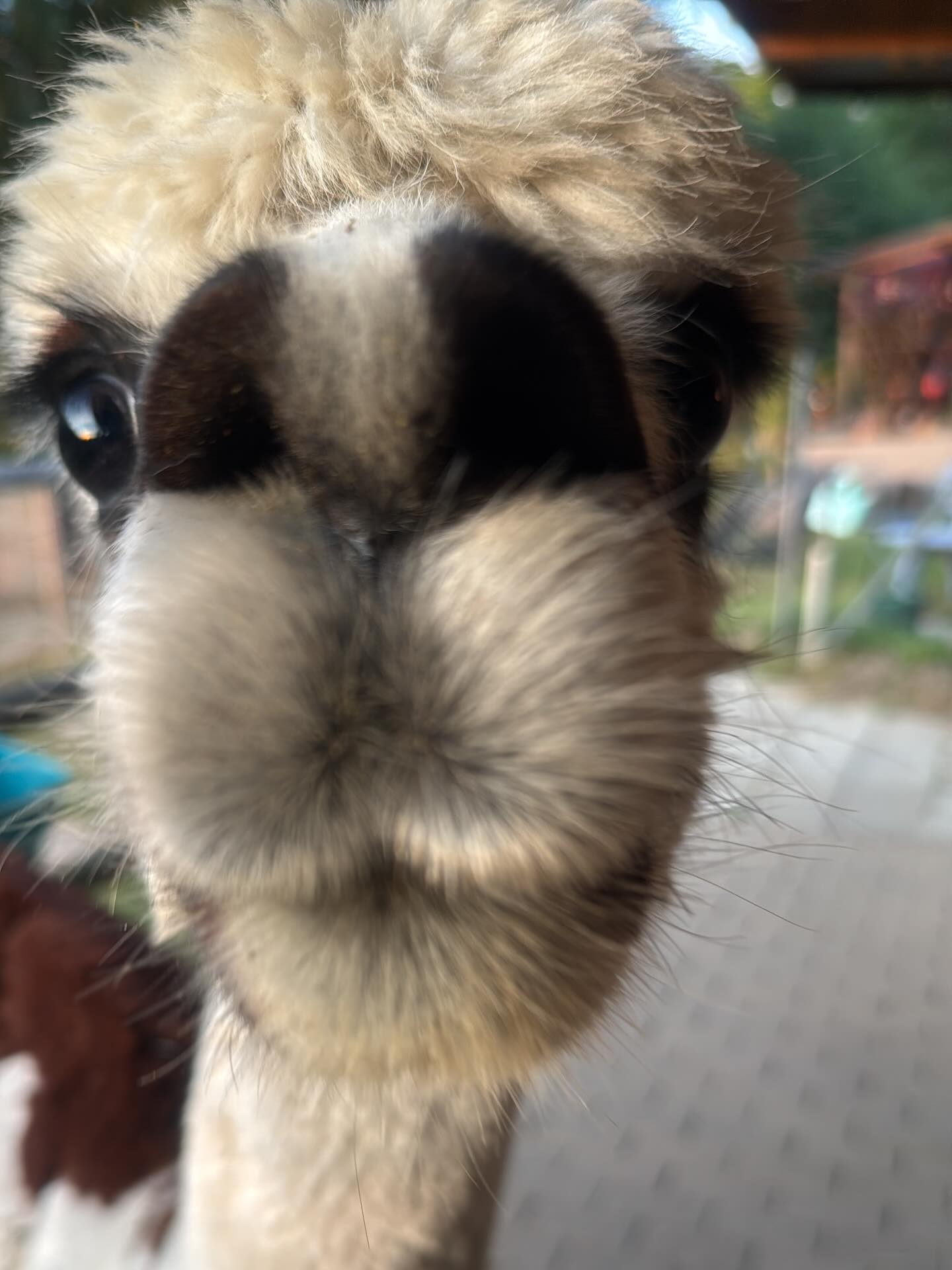 Alpaka‑Gruppenwanderung für 2 Personen – Bild 4