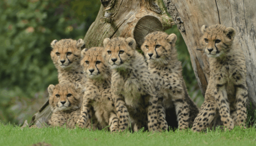 Tages-Eintrittskarte Alllwetterzoo