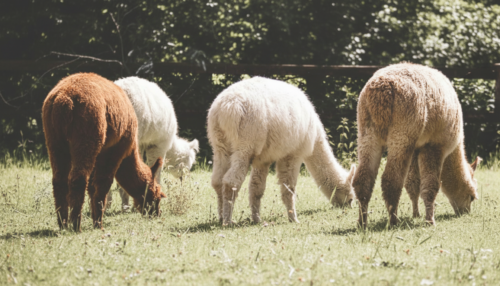 Alpaka Date für 2 Personen
