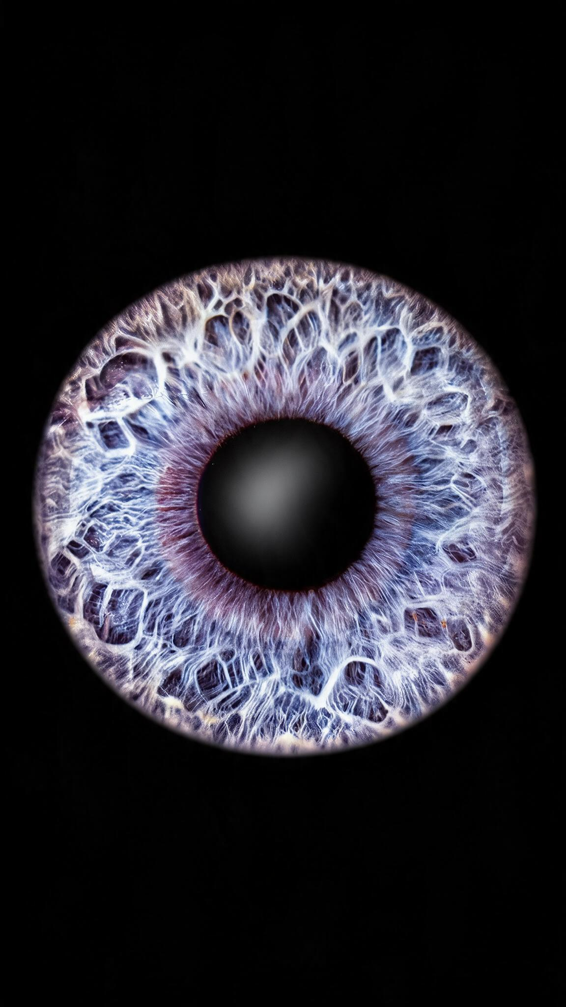 Nahaufnahme einer einzelnen Iris Fotografie von Fotostudio Daniels in Dortmund mit detailreicher Struktur, intensiven Farben und schwarzem Hintergrund